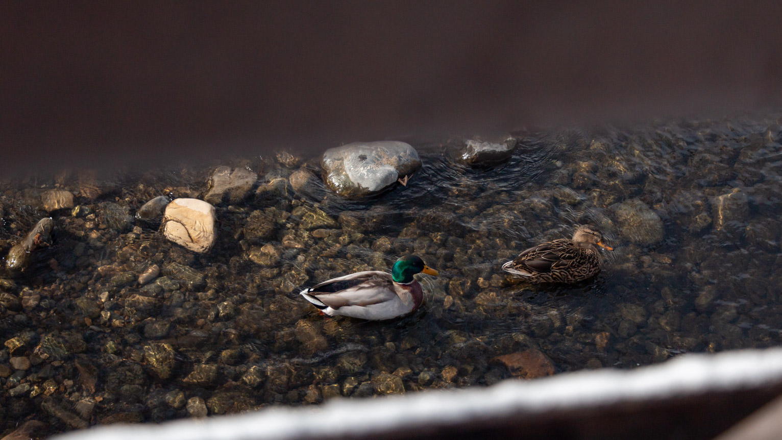 Between the beams of a fence two mallards swim below, the rocky bottom catching light